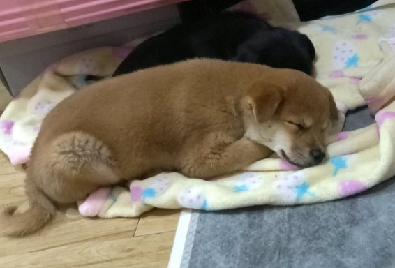 柴犬趴在地上入睡，忽然被抱去洗澡，洗好在主人怀中又睡了