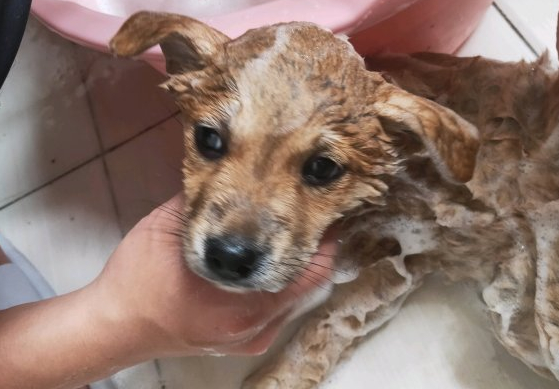 柴犬趴在地上入睡，忽然被抱去洗澡，洗好在主人怀中又睡了