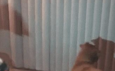 主人家拿手在墙壁投射出小动物，狗狗被吓得不轻：你们是什么魔鬼怪！