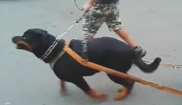 狗狗拉几十斤轮胎训炼，每日都累趴，狗：主人能盈利就行