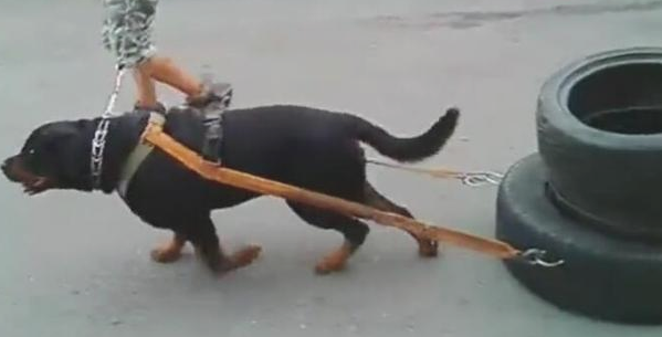 狗狗拉几十斤轮胎训炼，每日都累趴，狗：主人能盈利就行