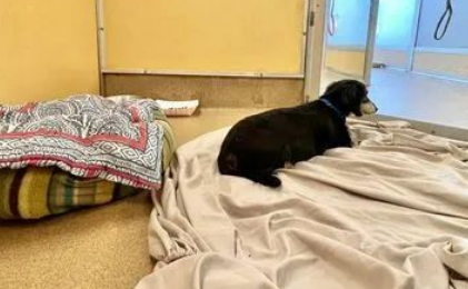 狗狗患肝癌去世前，用尽全力跟主人告别，倒下去的那一刻让人泪目…