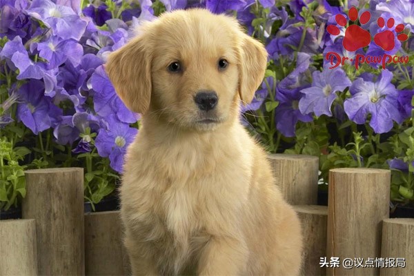 狗狗食物过敏性皮炎处理办法（食物过敏性皮炎的症状）
