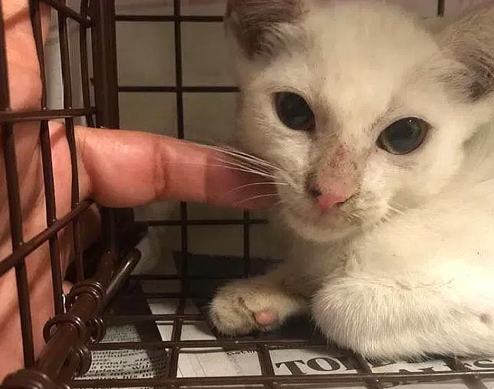 猫妈妈偷零食时被追赶，没能带走小猫，小猫却因一张照片被救了