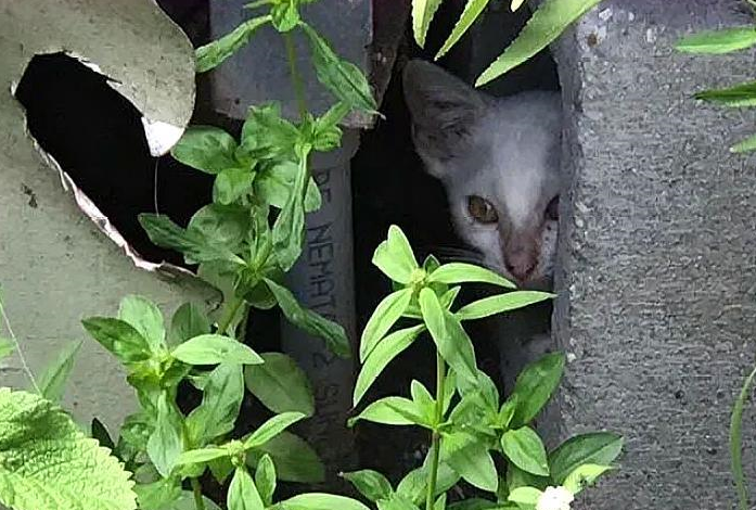 猫妈妈偷零食时被追赶，没能带走小猫，小猫却因一张照片被救了