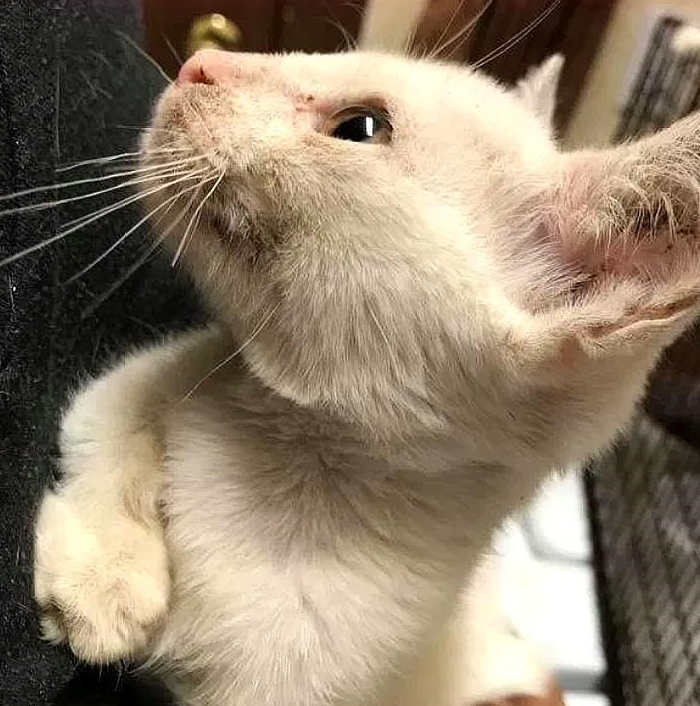 猫妈妈偷零食时被追赶，没能带走小猫，小猫却因一张照片被救了