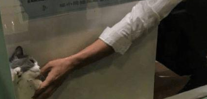 送猫咪去洗澡，进去5分钟听到一声惨叫，主人隔着玻璃笑到扶墙