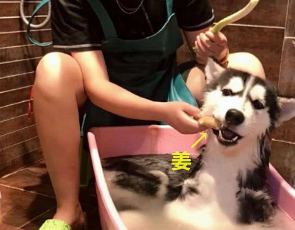 回家看到老公在给二哈洗澡，走近一看笑岔气：这样洗了才入味！