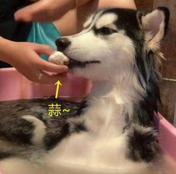 回家看到老公在给二哈洗澡，走近一看笑岔气：这样洗了才入味！