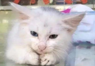 女子在垃圾桶捡到一只猫，给猫洗澡后被惊艳：是一只异瞳猫