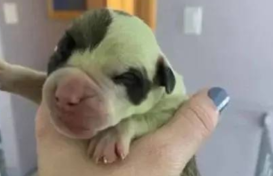 斗牛犬生下了8只狗崽，却有一只是绿色的，兽医：多洗澡就好了