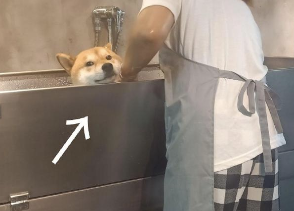 柴犬在宠物店洗澡，它可怜兮兮望着主人，暗示着快点儿救它出去！