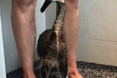 男主人正在洗澡，猫咪就溜进了浴室，网友：猫咪的眼睛往哪看呢？