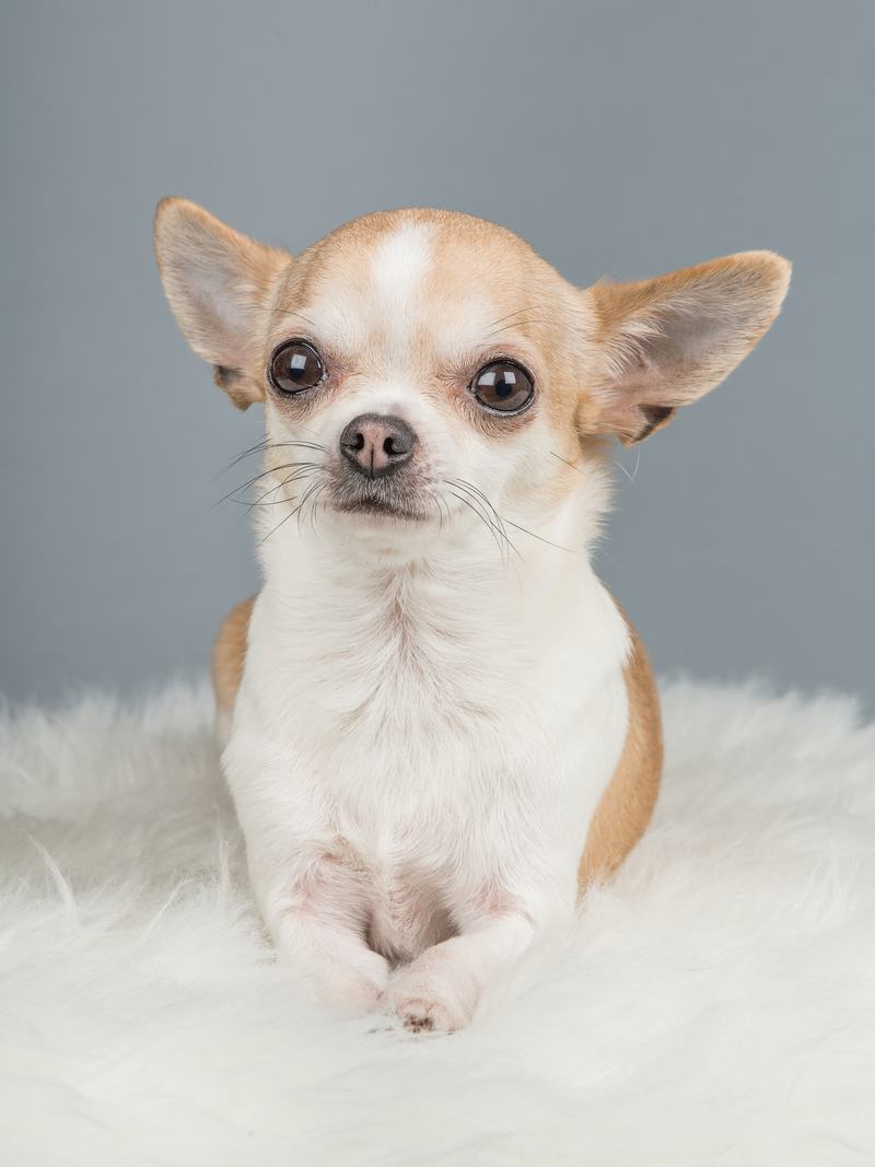 爱尔兰雪达犬：优雅与活力并存的完美伴侣