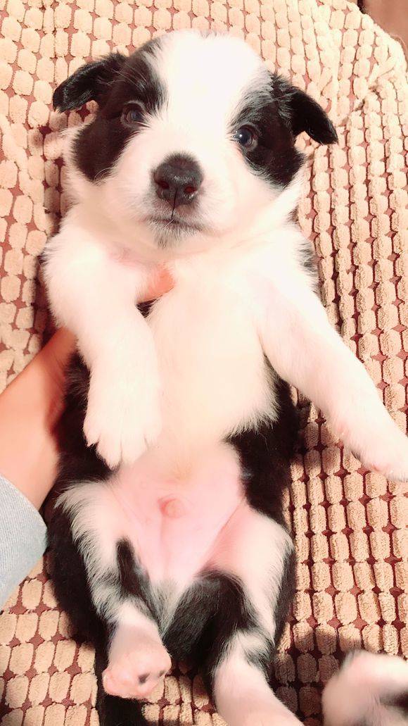 聪明可爱的小边牧犬