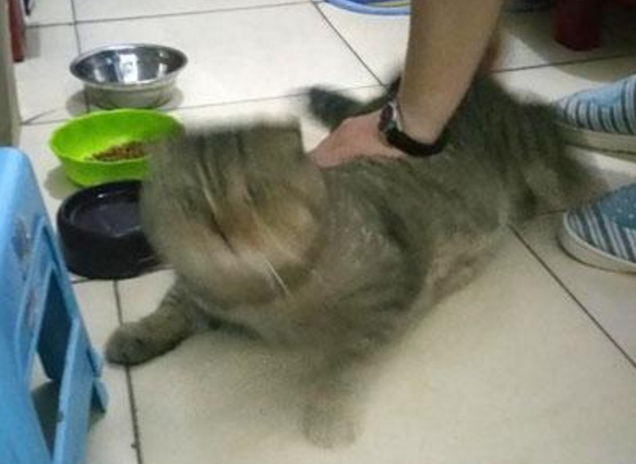 猫躲床下不出来，主人用零食引诱失败，只好拿出一个铁碗