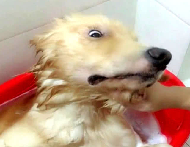 狗狗仰着脑蛋在洗澡，被主人拍了一掌后，小表情笑到许多人肚子痛