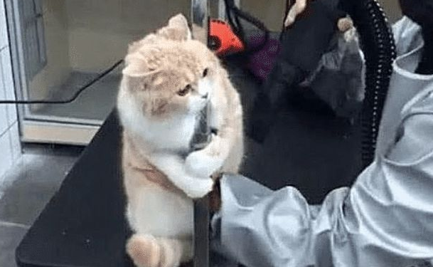 主人带猫去洗澡，迟迟没有被带出来，进去一看笑喷，猫：别动我！