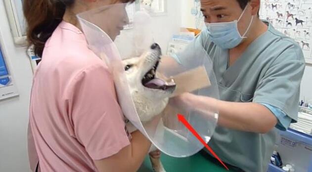 主人骗柴犬去打针，看到医生后态度就变了，狗：我要回家