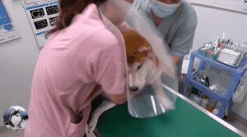 主人骗柴犬去打针，看到医生后态度就变了，狗：我要回家