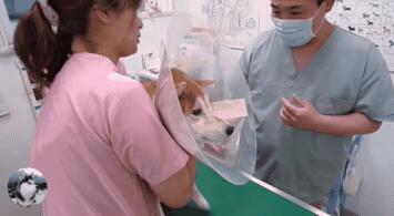 主人骗柴犬去打针，看到医生后态度就变了，狗：我要回家