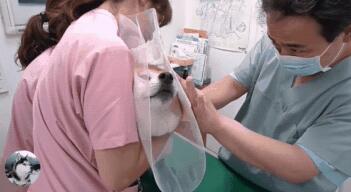 主人骗柴犬去打针，看到医生后态度就变了，狗：我要回家
