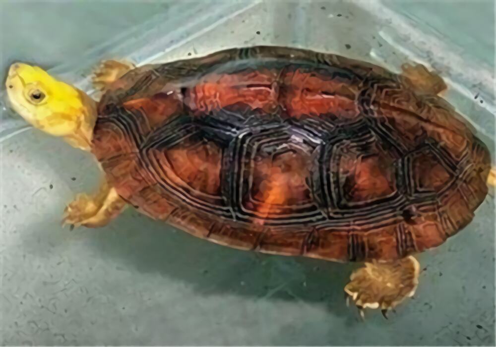 金头闭壳龟身份信息