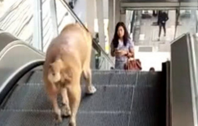 狗狗误上电梯下不去，气得一团转圈直叫个不停，过路人作派令人寒心