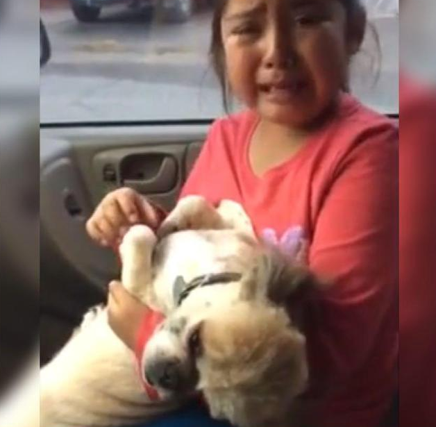 小女孩抱着刚做完美容的爱犬痛哭：它都秃了，看起来真的好像猪！