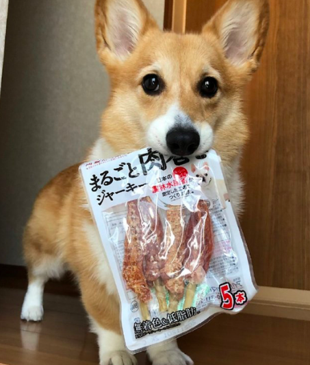 柯基把藏的零食叼了出来，可怜楚楚地看着主人：咱各一半行不？