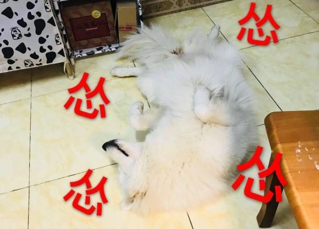 你觉得去宠物店给狗洗澡贵？而洗澡的人觉得给你狗洗澡要命
