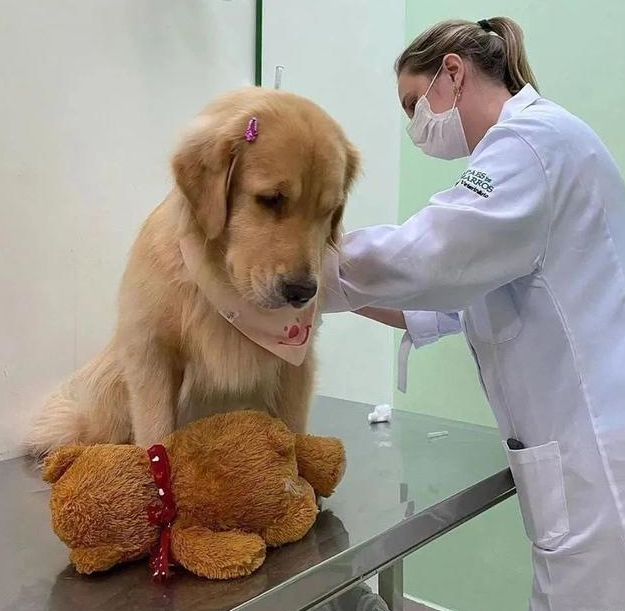 狗狗去医院打针，却发觉控制不住自身的腿：莫名其妙了解是怎么回事？
