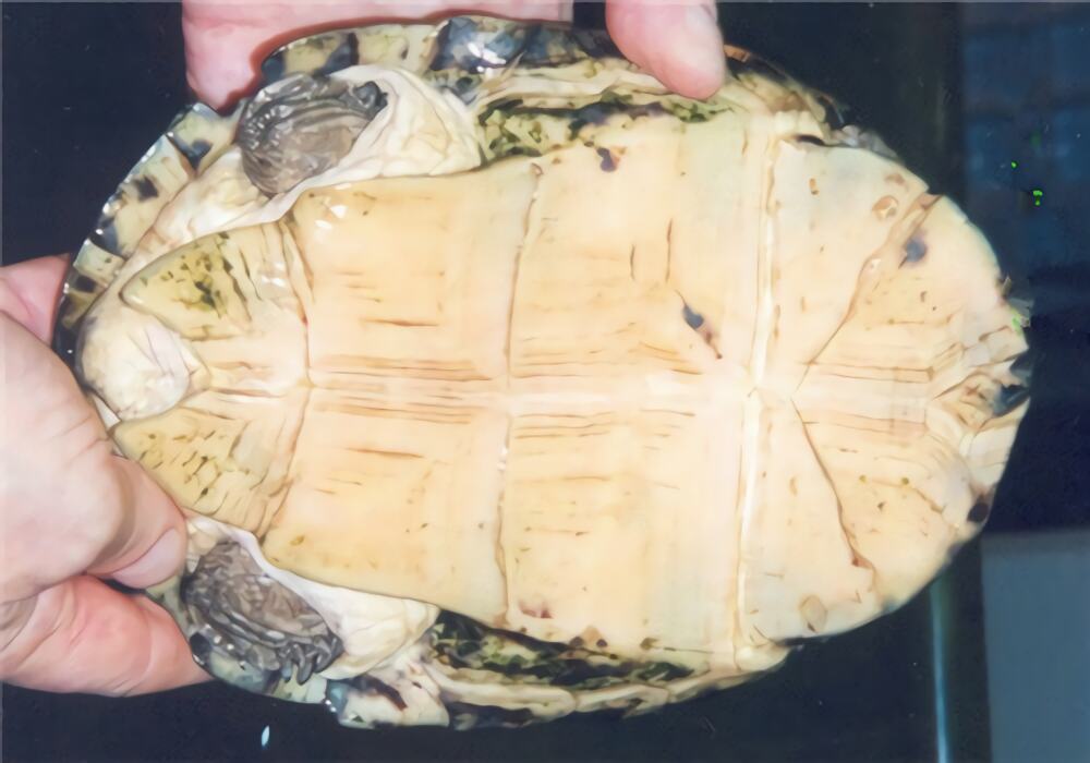 非洲棱背泥龟身份信息
