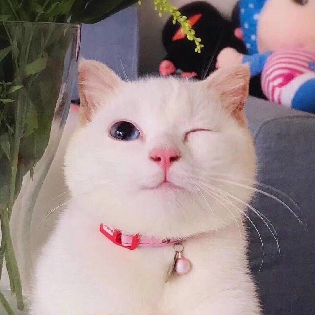 教你撩妹套路