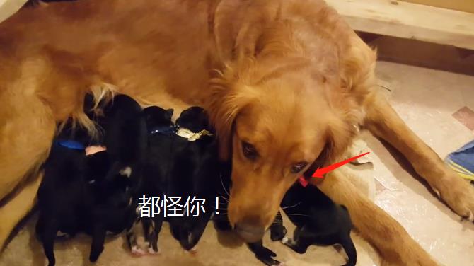 金毛被二哈“嚯嚯”了，看到小奶狗长相后，铲屎官头都大了