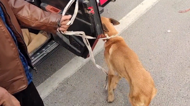 瘦马犬可怜巴巴地看着大叔，可最后还是350块被卖给了狗贩子