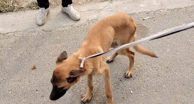 瘦马犬可怜巴巴地看着大叔，可最后还是350块被卖给了狗贩子