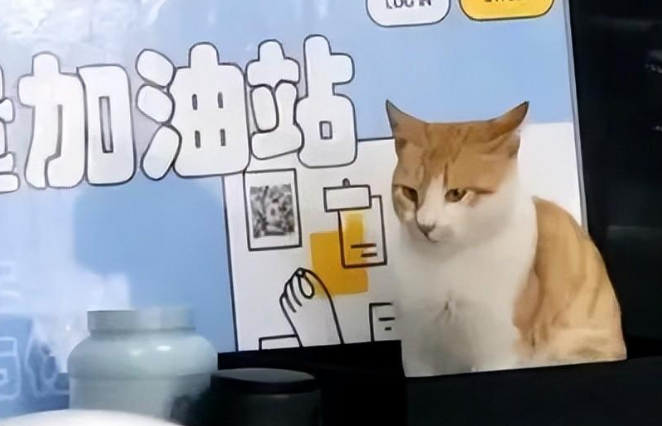 校园流浪猫在考研休息区的零食盒里睡觉，忍不住想带盒端走！