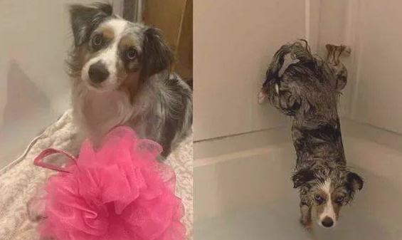 德牧犬反感洗澡的时候屁股湿掉，竟在浴盆里打开大绝技......