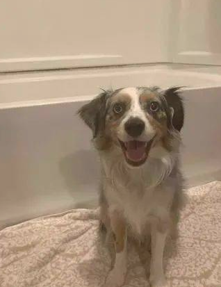 德牧犬反感洗澡的时候屁股湿掉，竟在浴盆里打开大绝技......