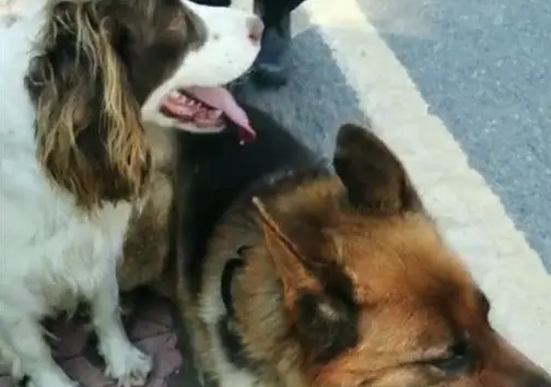 86岁老人山中走失3天，搜救犬立大功