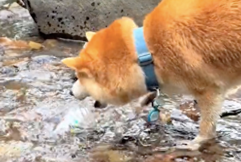 柴犬用瓶子去河边接水，这操作把主人看懵，说你聪明还是傻