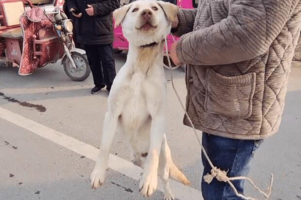 620块被卖的拉布拉多开心地跟着狗贩走，狗主：不是熟人这价我不会给你