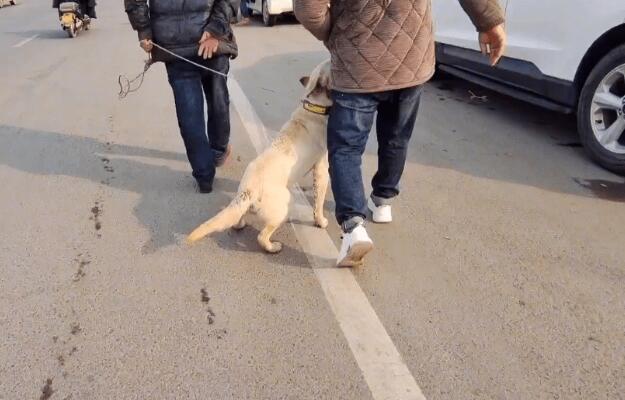 620块被卖的拉布拉多开心地跟着狗贩走，狗主：不是熟人这价我不会给你