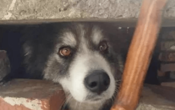 哈士奇乡村被中华田园犬“欺压”生下狗子颜值高！