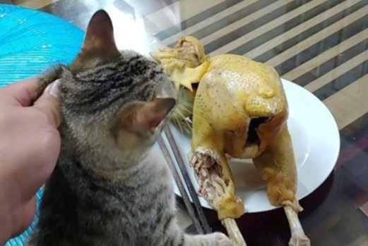 网友养了一只猫，偷吃零食被主人发现后，做出了这举动！