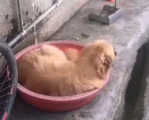 主人懒惰不愿帮金毛洗澡，洗澡亲身叼来洗澡盆，主人表明很惭愧