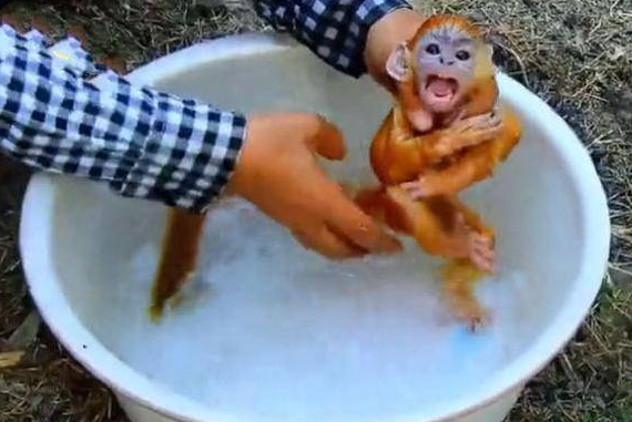 主人给小猴子洗澡，猴子以为溺水了，接下来它的举动让人笑喷！