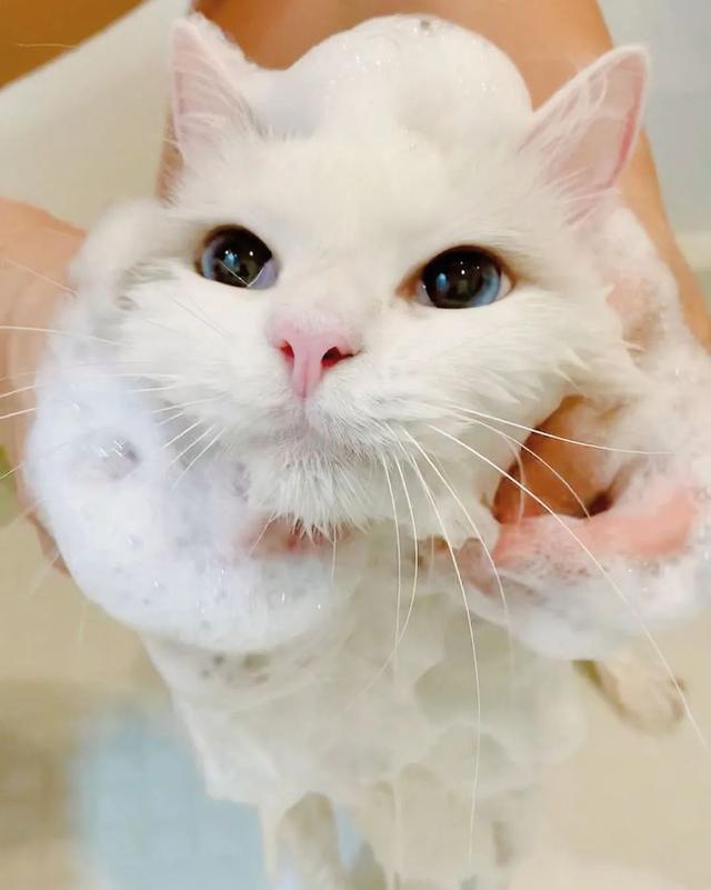 爱泡澡的猫咪，不但自己喜欢，还让兄弟姐妹们也喜欢上了洗澡