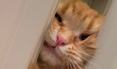 黏人猫咪想陪马麻洗澡 脸都挤歪了也要进浴室